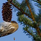 Hanging On a Pine Cone (redpoll)