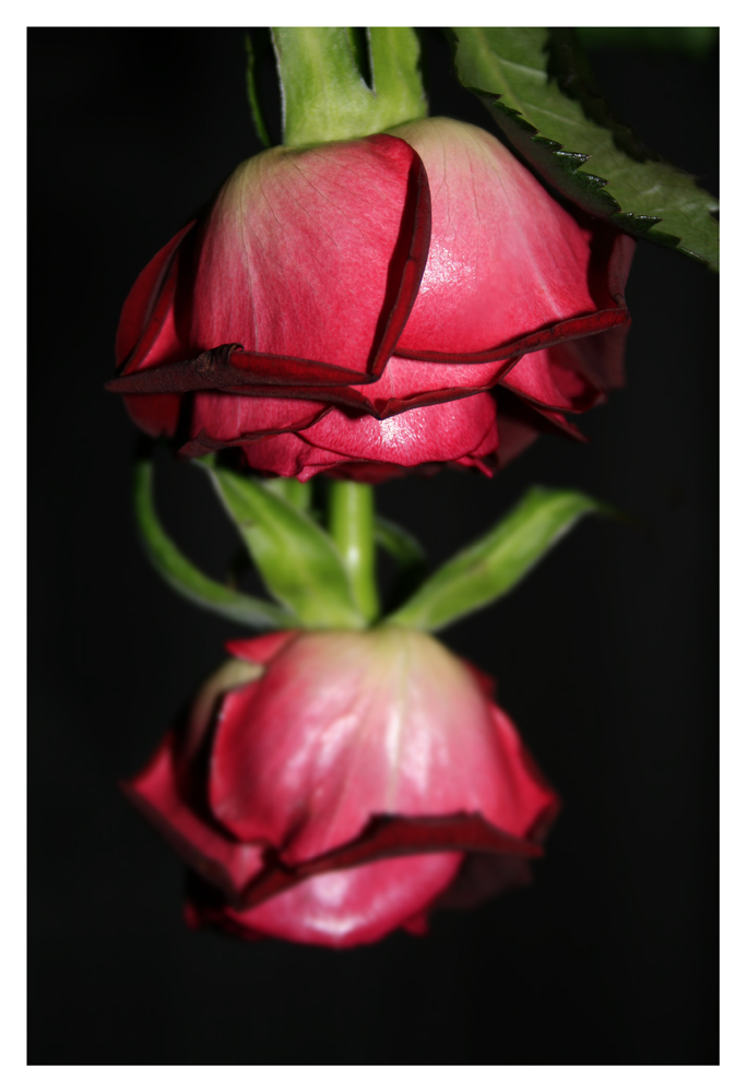 hanging roses ...