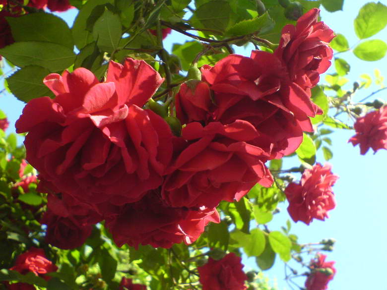 Hanging roses