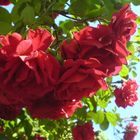 Hanging roses