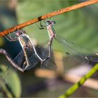 " hanging Tandem "