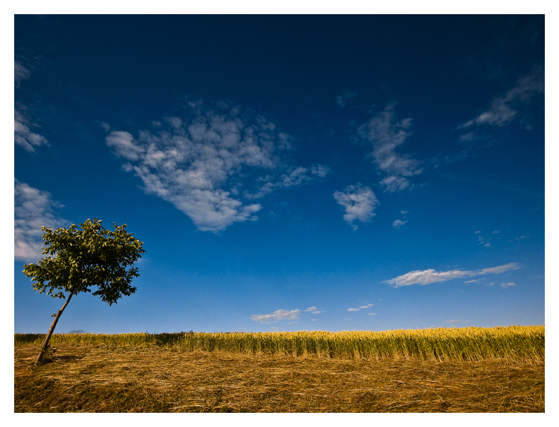 hanging tree