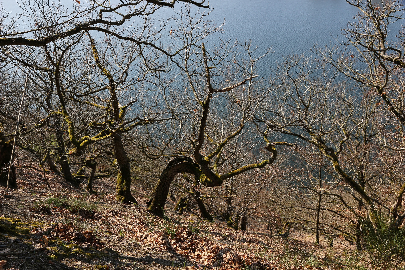 Hangwald am Edersee (2019_04_15_EOS 100D_4431_ji)