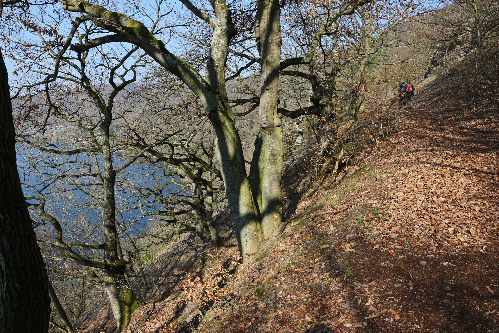 Hangwald aus Buchen und Eichen am Edersee (2019_04_15_EOS 100D_4427_ji)