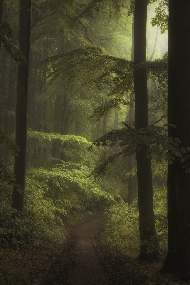 Hangwald im Regen