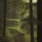 Hangwald im Regen