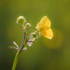 Hanhenfuß im Abendlicht