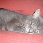 Hank 1-5-2003/31-10-2006