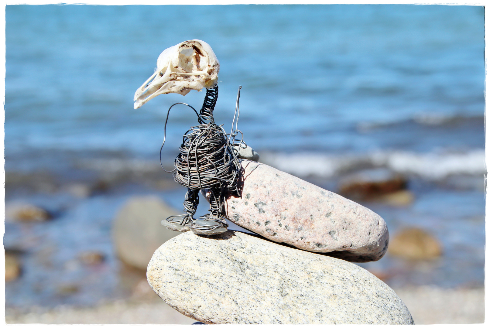 Hank an der Ostsee