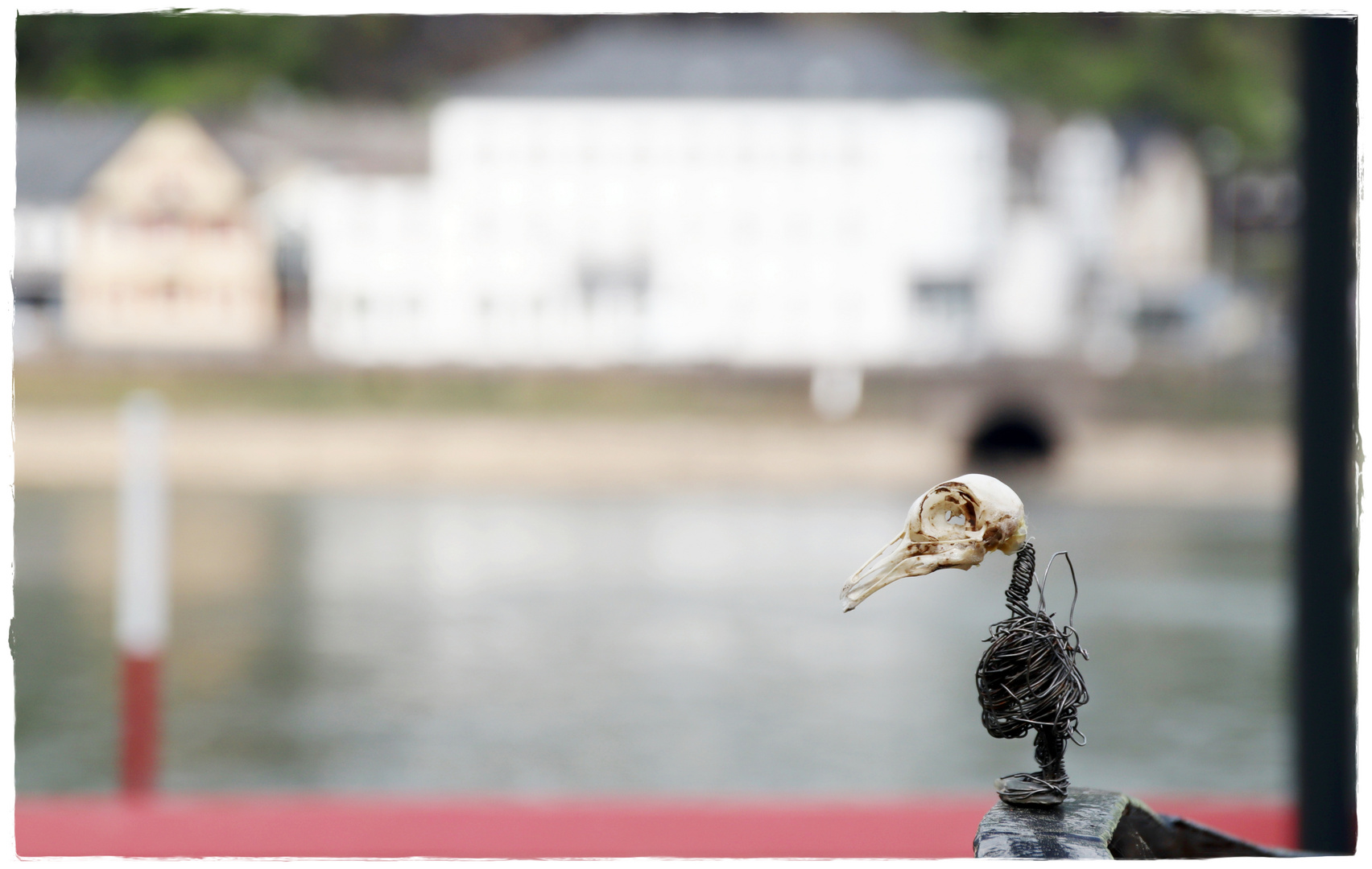 Hank auf dem Rhein