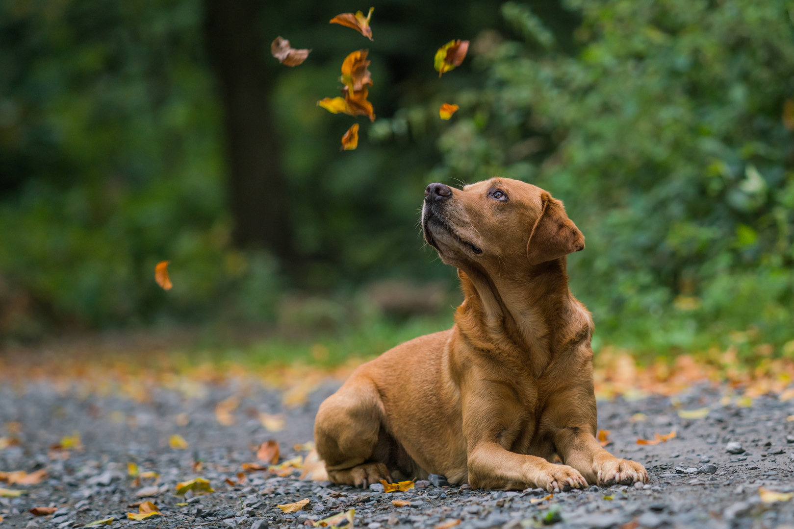 Hank und erste Herbstboten