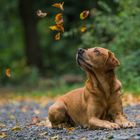 Hank und erste Herbstboten