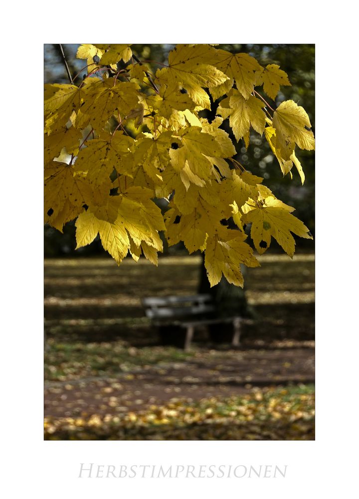 Hann. Mündener - Herbstimpressionen