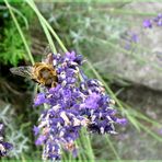 Hannah's erstes Insektenmakro