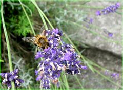 Hannah's erstes Insektenmakro