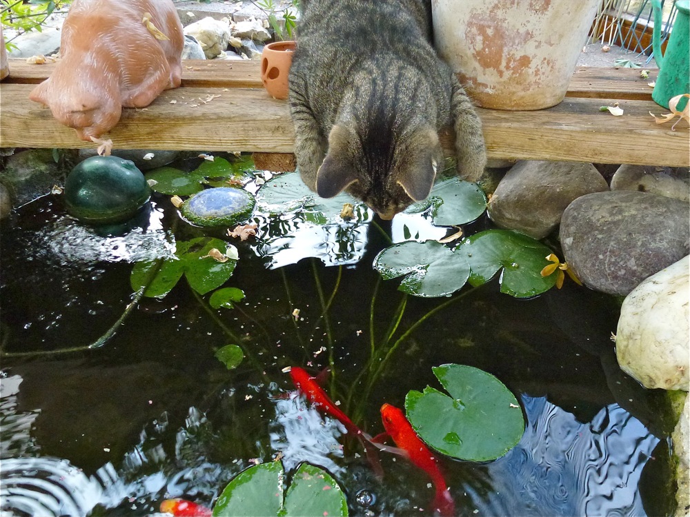 Hanna's Oskar fischt Jürgen's goldige Fische