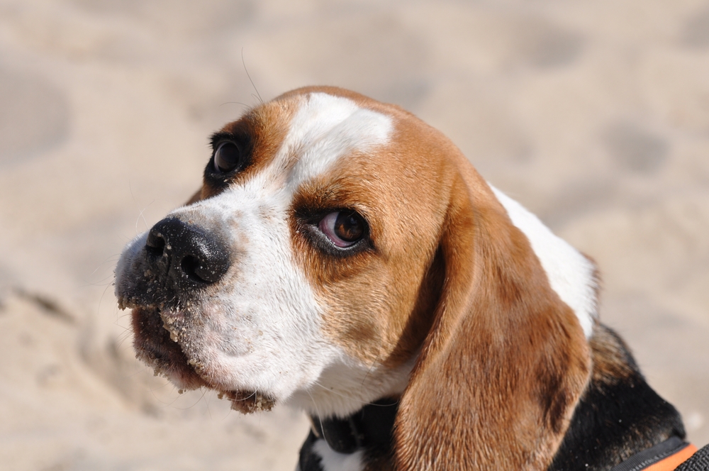 Hannes am Strand