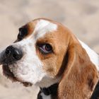 Hannes am Strand