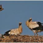 Hannes , Dörte und ein Spatz