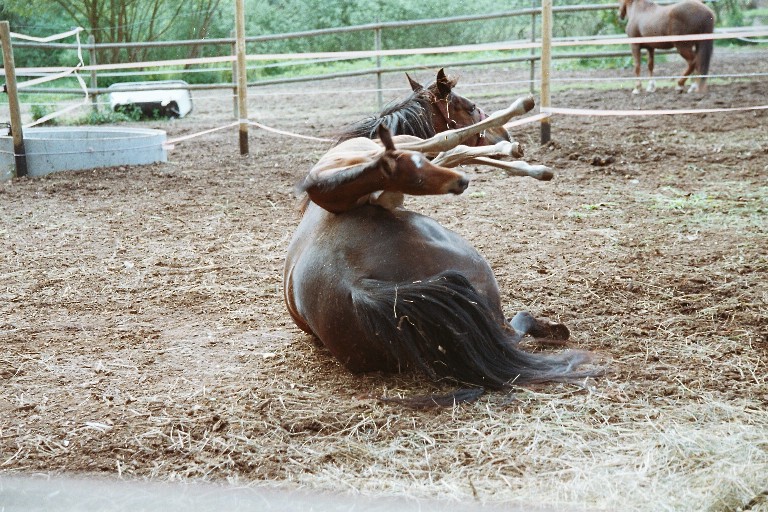 Hannes fliegt