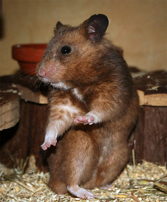 Hannes Hamster