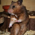 Hannes Hamster