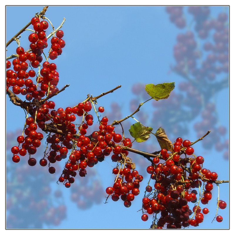 'Hannesbeeren