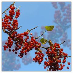 'Hannesbeeren