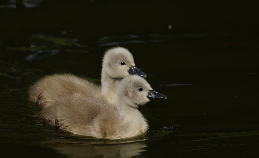 Hanni und Nanni