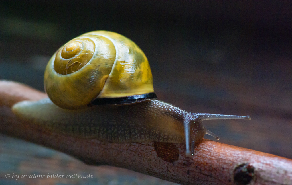 Hanni - unsere Balkonschnecke