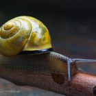 Hanni - unsere Balkonschnecke