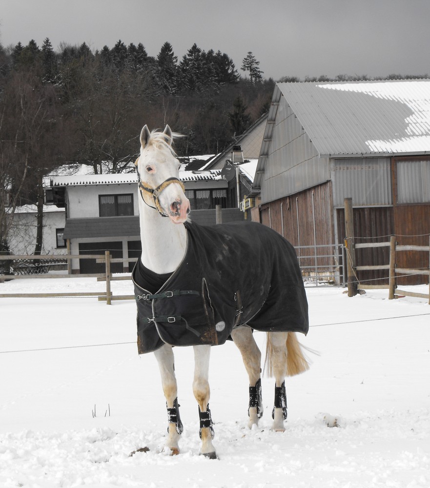 Hannibal im Schnee