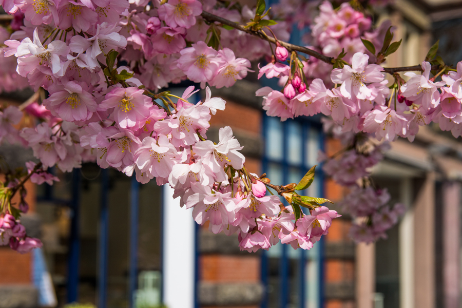 Hannover im Frühling (6)