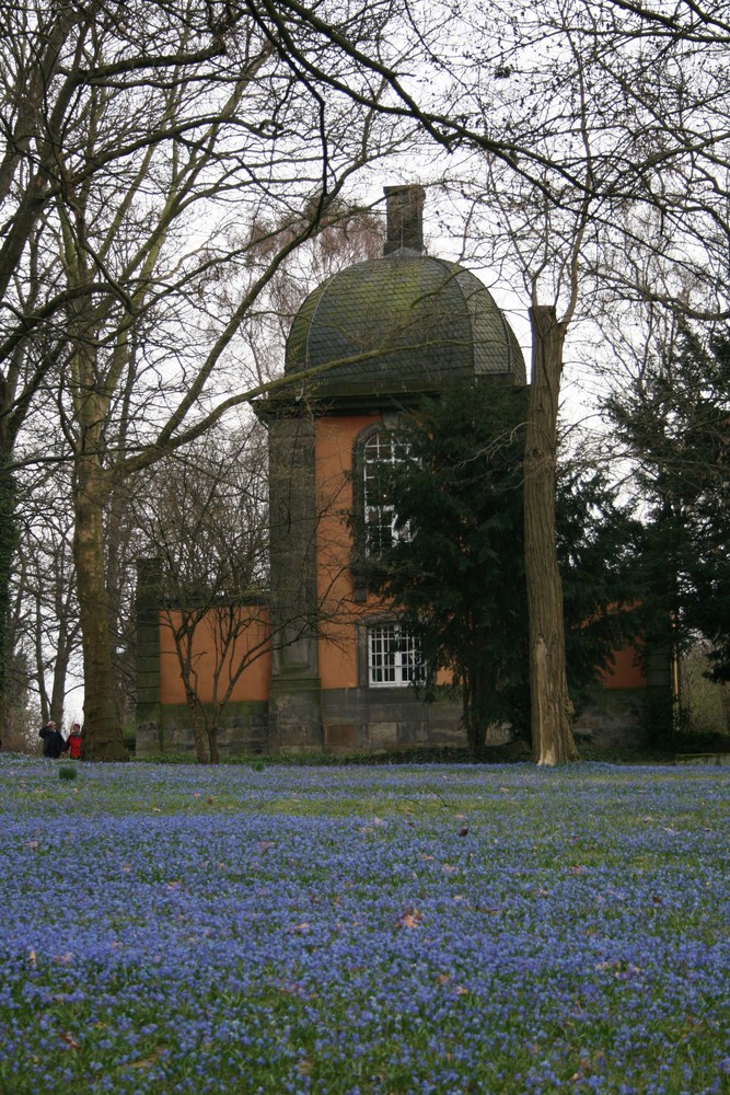 Hannover Lindener Berg - Scilla-Blüte