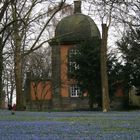 Hannover Lindener Berg - Scilla-Blüte