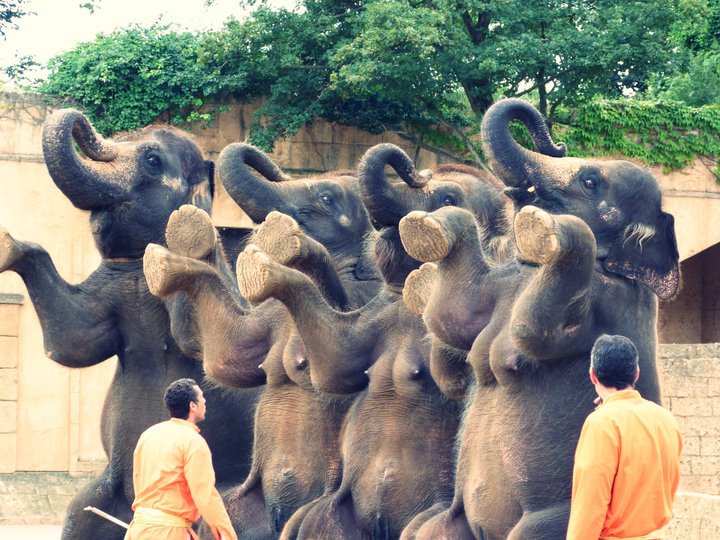 Hannover Zoo.