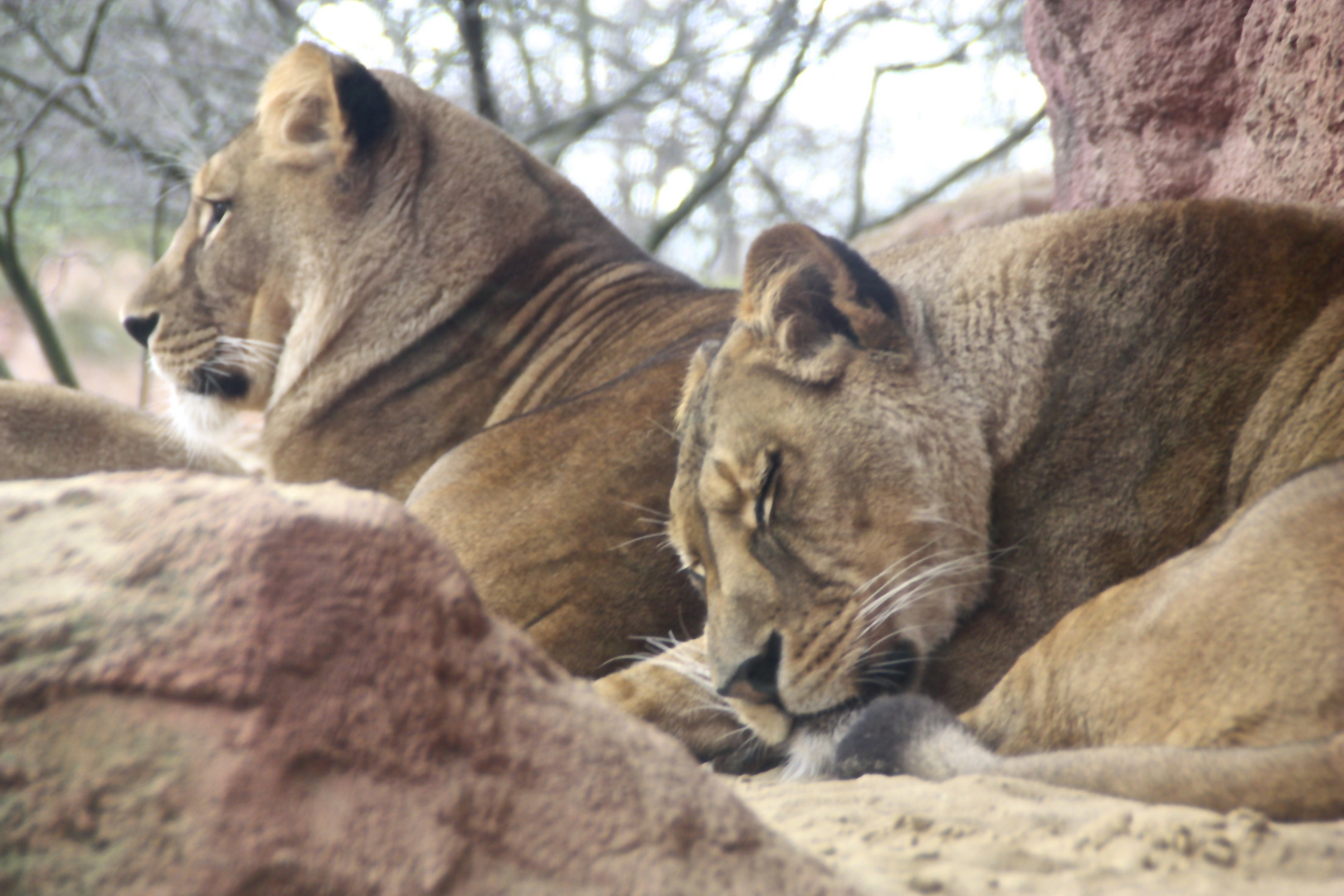 hannover zoo