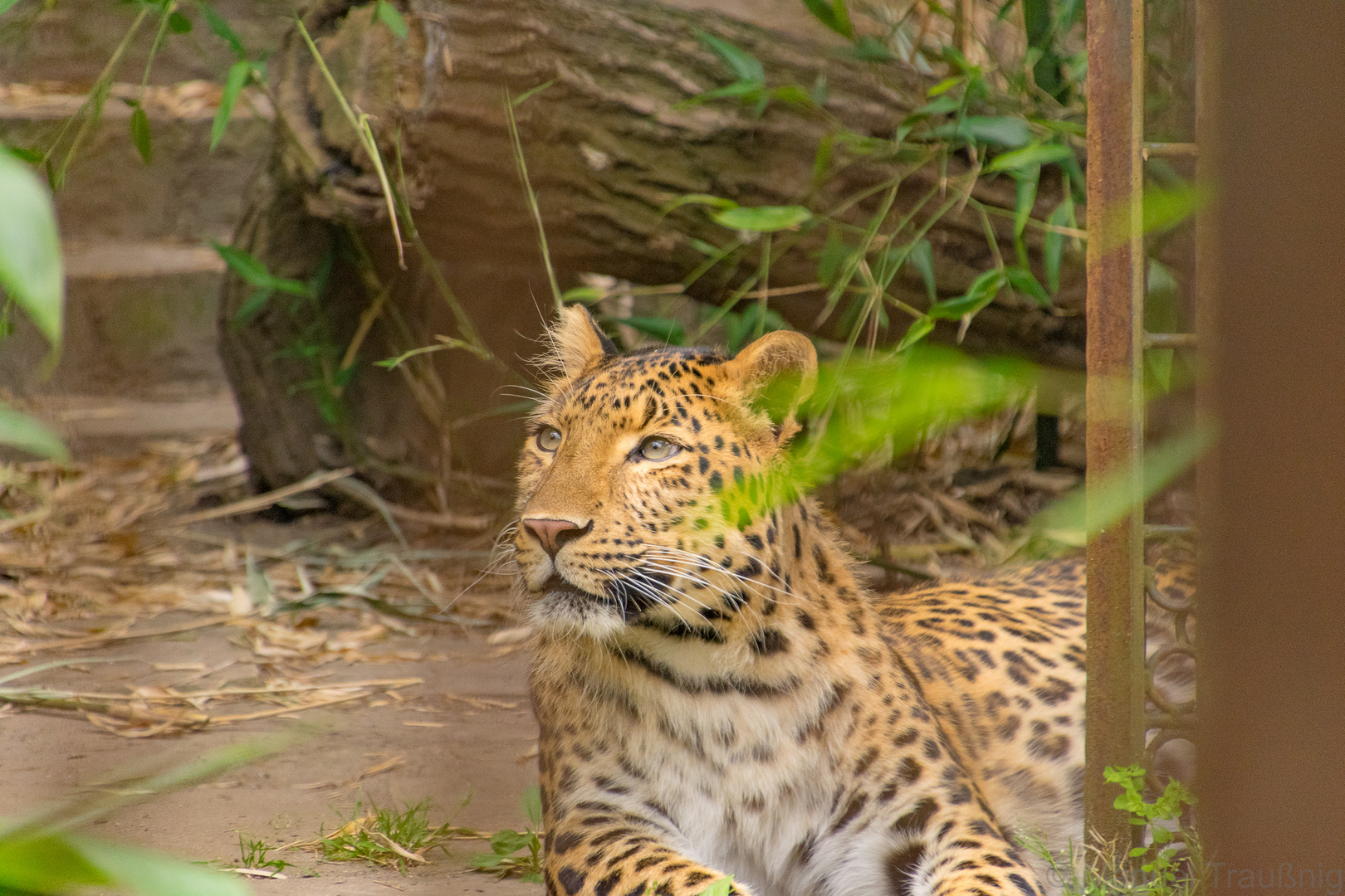 Hannover Zoo "Chinesischer Leopard"