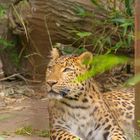 Hannover Zoo "Chinesischer Leopard"