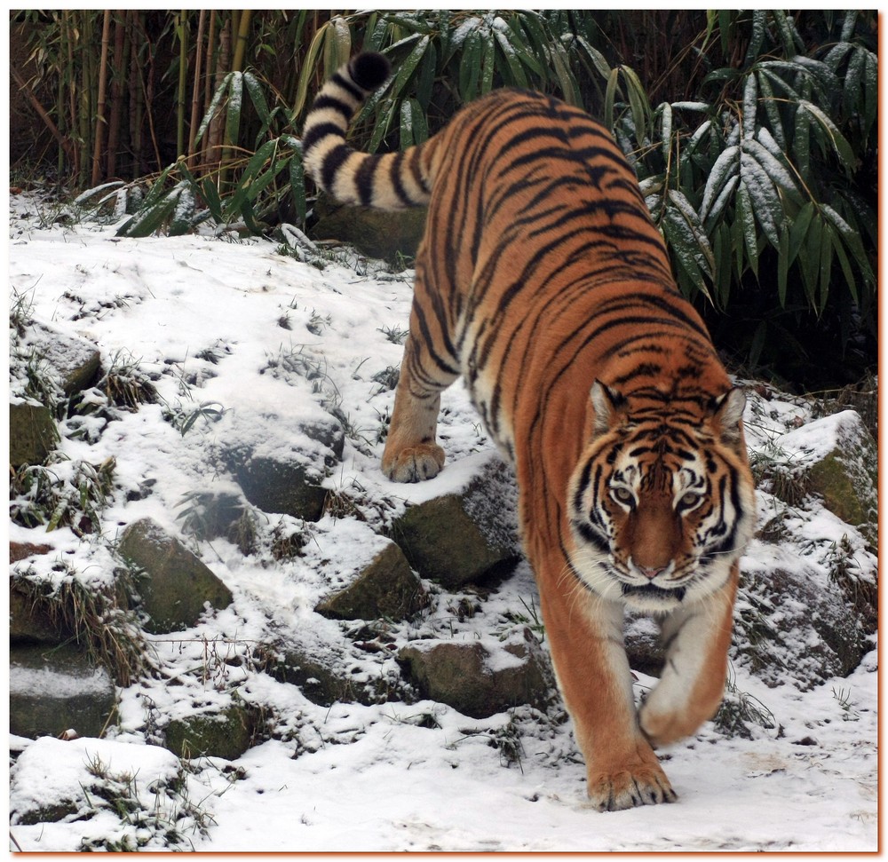 Hannover Zoo im Winter