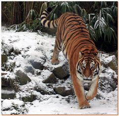 Hannover Zoo im Winter