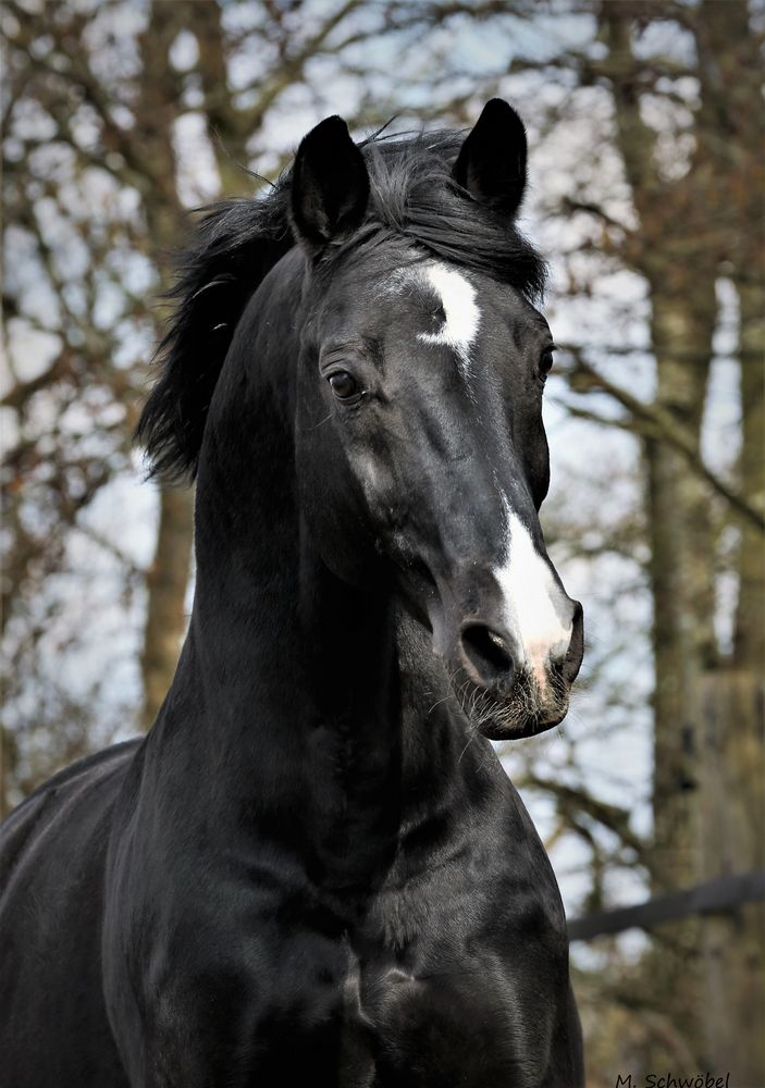 Hannoveraner Foto & Bild tiere, haustiere, pferde, esel, maultiere