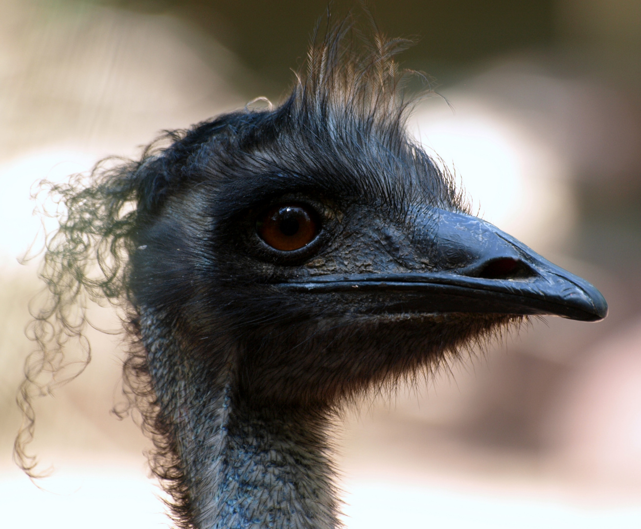 Hannoveraner Emu