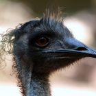 Hannoveraner Emu