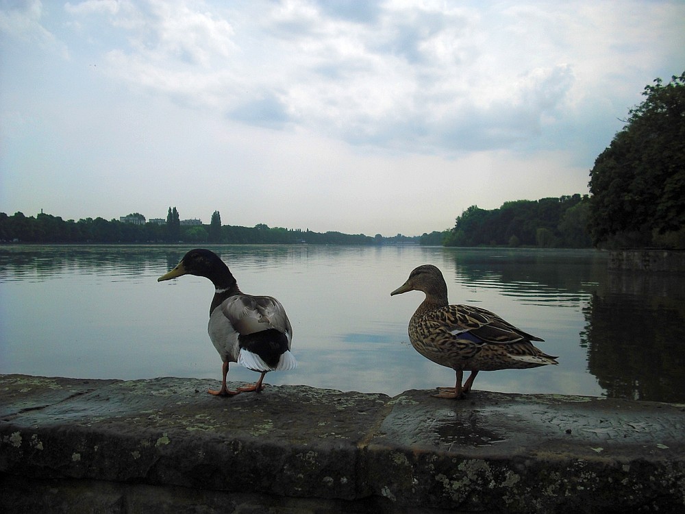 Hannovers Maschsee aus Entenperspektive