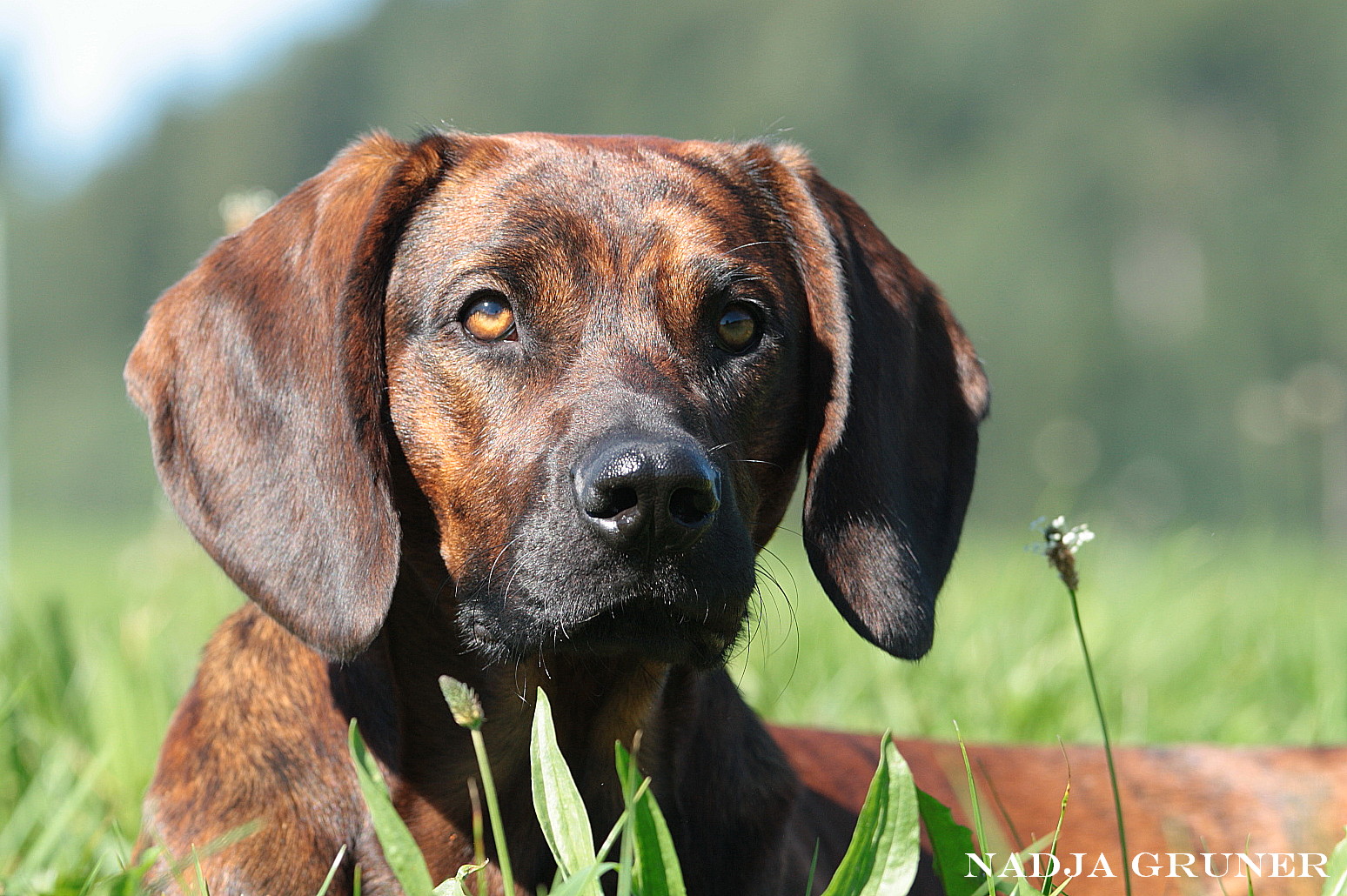 Hannoverscher Schweisshund