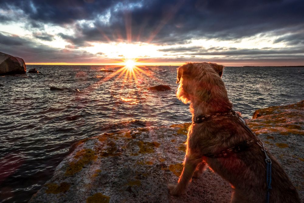 HANÖ - LICHT!