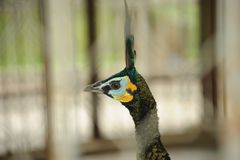 Hanoi Pfau