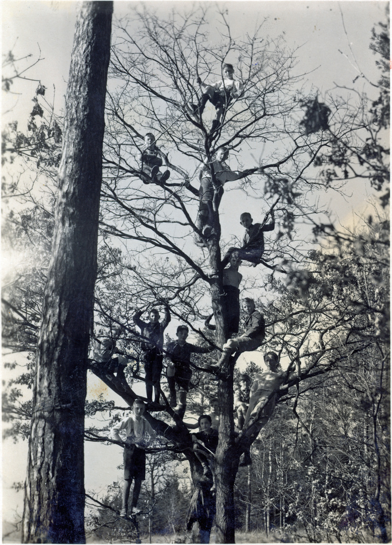 Hans Bruder Werner und 12 Freunde im Kirschbaum