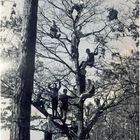 Hans Bruder Werner und 12 Freunde im Kirschbaum